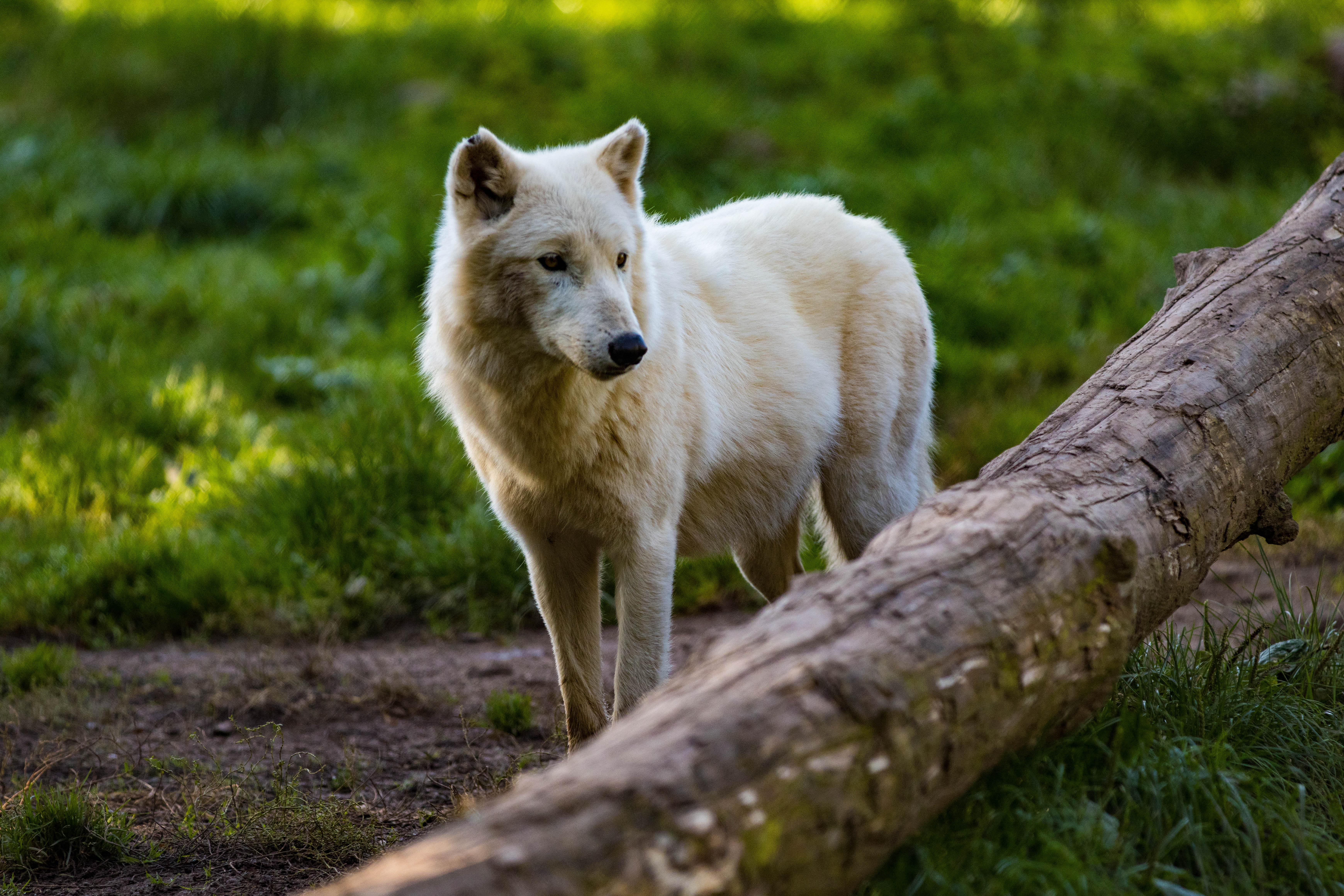 Loup Artiques-_MG_9190.jpg